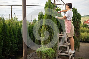 Photo worker woman gardener trim cuts thuja bushes hedge with pruning shears