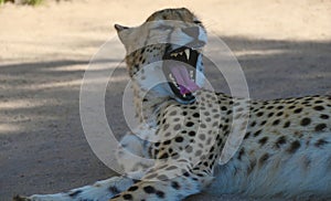 Photo of a Yawning Cheetah in South Africa