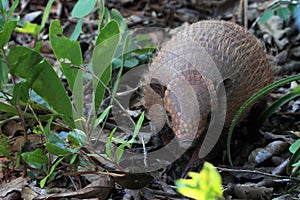 Photo of a yellow armadillo Euphractus sexcinctus seen from the front through the foliage