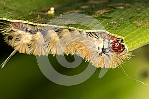 Yellow caterpillar under the leaf