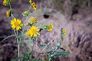 photo of yellow color spring wild flower in garden