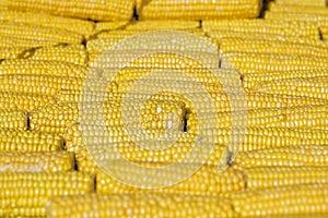 Photo of yellow corn background. Cooking Corn. A few corn. Maize close-up. Cereal crops concept