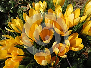 Pretty Yellow Crocus Flowers in Early March