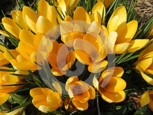 Pretty Yellow Crocus Flowers in Early March in a Garden