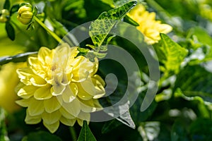 Photo of yellow dahlia in close up