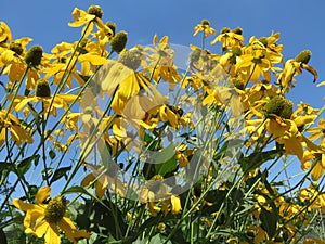 Yellow Flowers and Blue Sky