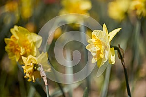 Photo of yellow flowers narcissus. Background Daffodil narcissus with yellow buds