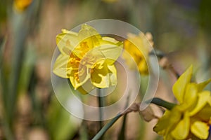 Photo of yellow flowers narcissus. Background Daffodil narcissus with yellow buds