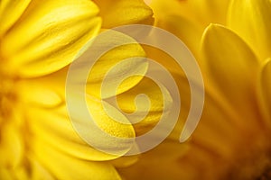 Photo of yellow gerberas, macro photography and flowers background. yellow daisy