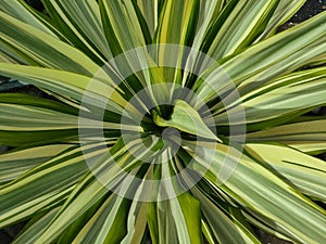 Photo of yellow and green leaves yucca plant furcraea foetidaa foetida background