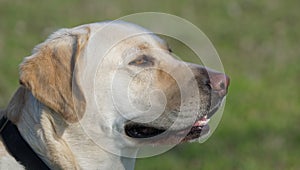 A photo of a yellow labrador dog.