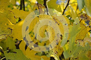 Photo of yellow leaves for background in autumn