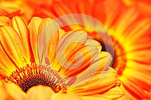 Photo of yellow and orange gerberas, macro photography and flowers background