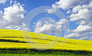 Photo of Yellow rapefield in spring