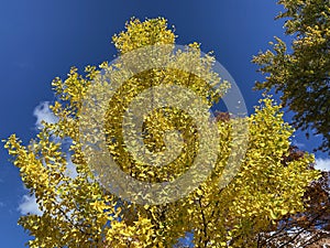 Yellow Tree and Blue Sky in Autumn in October