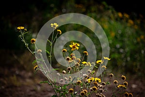 photo of yellow wild sunflower spring flower blooming in the garden