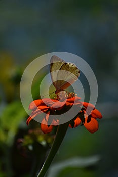 Photo of a yellow-winged butterfly on a flower