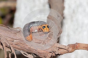 Photo of yellow worm or caterpillar feeding on tree trunk