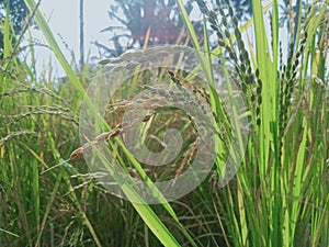 photo of yellowing rice in the rice field