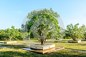 Photo of young banyan trees