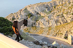 A photo of a young brown balearic rocky mountain goat cabra mallorquina looking for green grass on the hills of Formentor