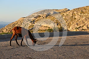 A photo of a young brown balearic rocky mountain goat cabra mallorquina looking for green grass on the hills of Formentor photo