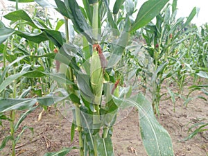 photo of young corn plants in the garden, one of the staple foods of the Timorese tribe, Indonesia