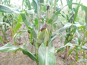 photo of young corn plants in the garden, one of the staple foods of the Timorese tribe, Indonesia