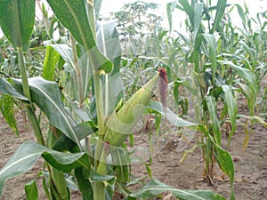 photo of young corn plants in the garden, one of the staple foods of the Timorese tribe, Indonesia