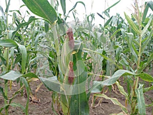 photo of young corn plants in the garden, one of the staple foods of the Timorese tribe, Indonesia