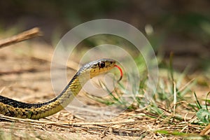 A photo of a young eastern garter snake in early spring in Canada