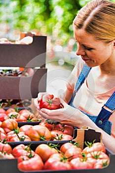 Photo of Young farmer examining tomatoes in crate at greenhouse