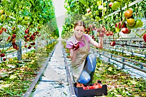 Photo of Young farmer picking tomatoes at greenhouse