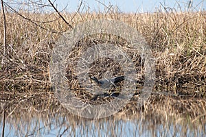 Photo Of A Young Gator And It\'s Reflection In The Water.