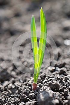 Photo of the young green sprout