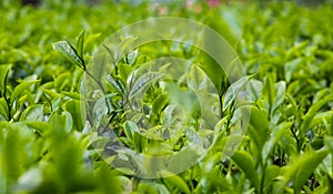 Photo of young green tea leaves with a tea garden in the background in Lawang Malang East Java