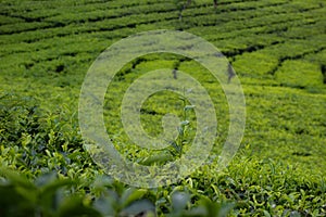 Photo of young green tea leaves with a tea garden in the background in Lawang Malang East Java