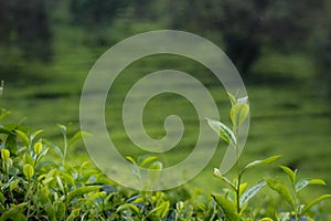 Photo of young green tea leaves with a tea garden in the background in Lawang Malang East Java