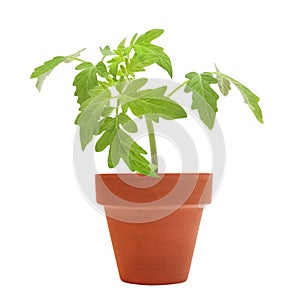 A photo of young green tomato seedling sprouts in the clay pot isolated on white background. Spring concept for gardening, the