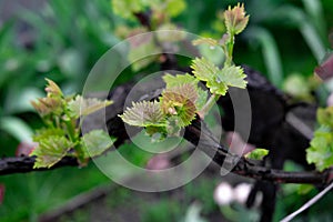 Photo of young leaves of grapes. Vine grapes with young leaves and buds in spring. Garden with grapes