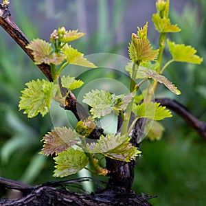 Photo of young leaves of grapes. Vine grapes with young leaves and buds in spring. Garden with grapes