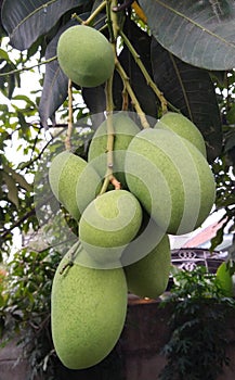 photo of young mangoes hanging from the tree, thriving with lots of fruit