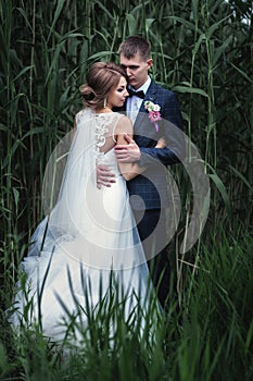 Photo young newlyweds near tall green reeds