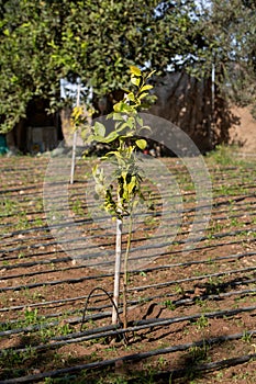 Photo of young orange trees. Orange seedlings, the theme of seasonal planting