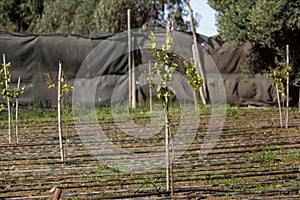 Photo of young orange trees. Orange seedlings, the theme of seasonal planting