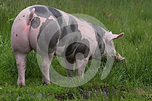 Photo of a young pietrain pig photo