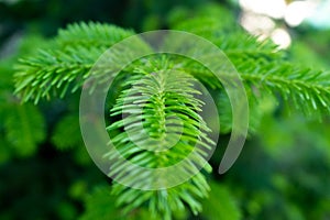 Photo of a young pine branch in macro with soft focus