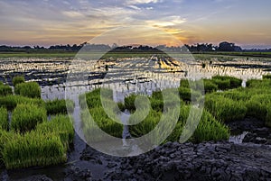 Photo of young rice plants ready for planting,in a rice field