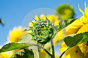 Photo of a young unopened sunflower. Place for your text.