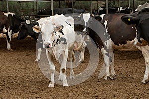 A photo of a young white cow with black spots on the background of a cow herd.